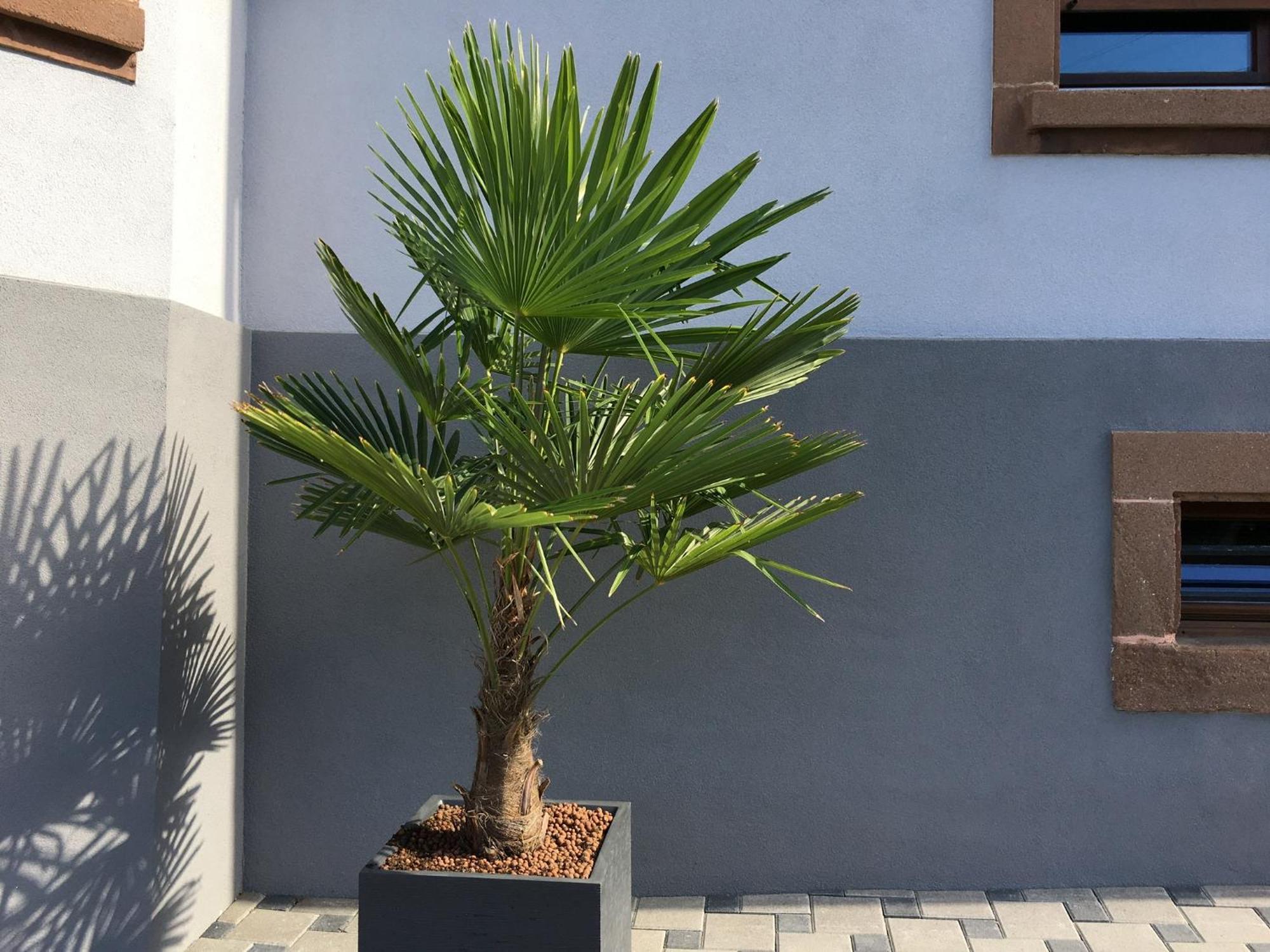 Les Magnolias En Alsace - Meuble De Tourisme 3 Etoiles Apartment Barembach Ngoại thất bức ảnh