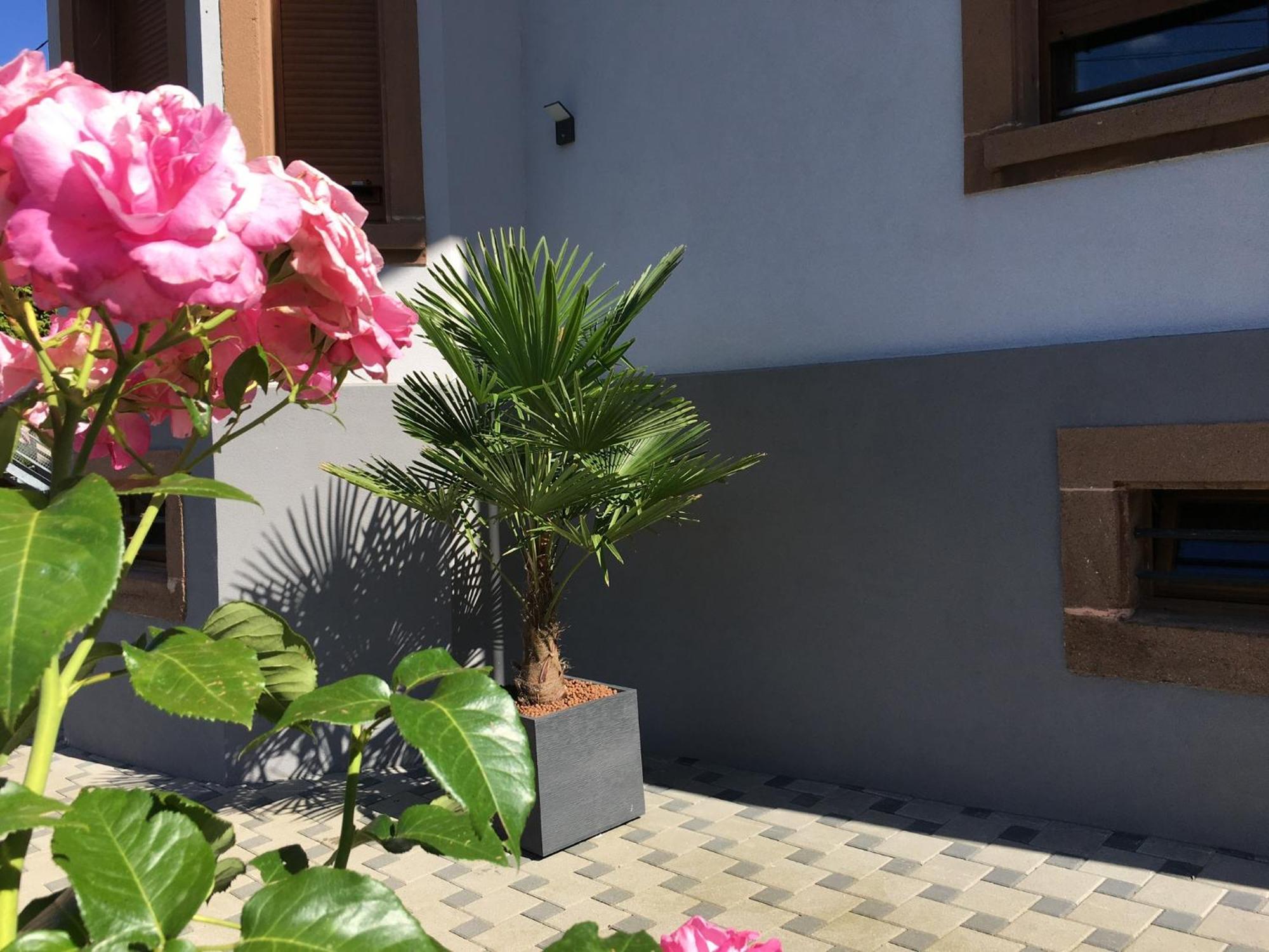 Les Magnolias En Alsace - Meuble De Tourisme 3 Etoiles Apartment Barembach Ngoại thất bức ảnh